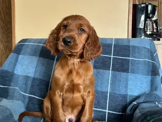 Irish Setter dogs Irish Setter male orange collar - Ad 16