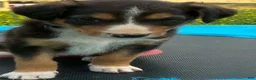 Mixed Breed dogs for sale: Mort - Ad 1