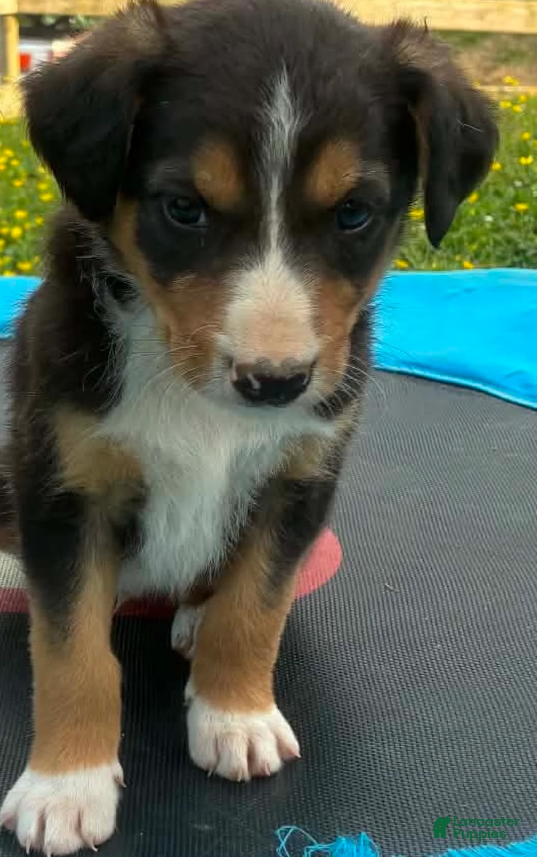 Mixed Breed dogs for sale: Mort - Ad 1