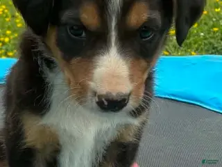 Mixed Breed dogs Mort - Ad 18