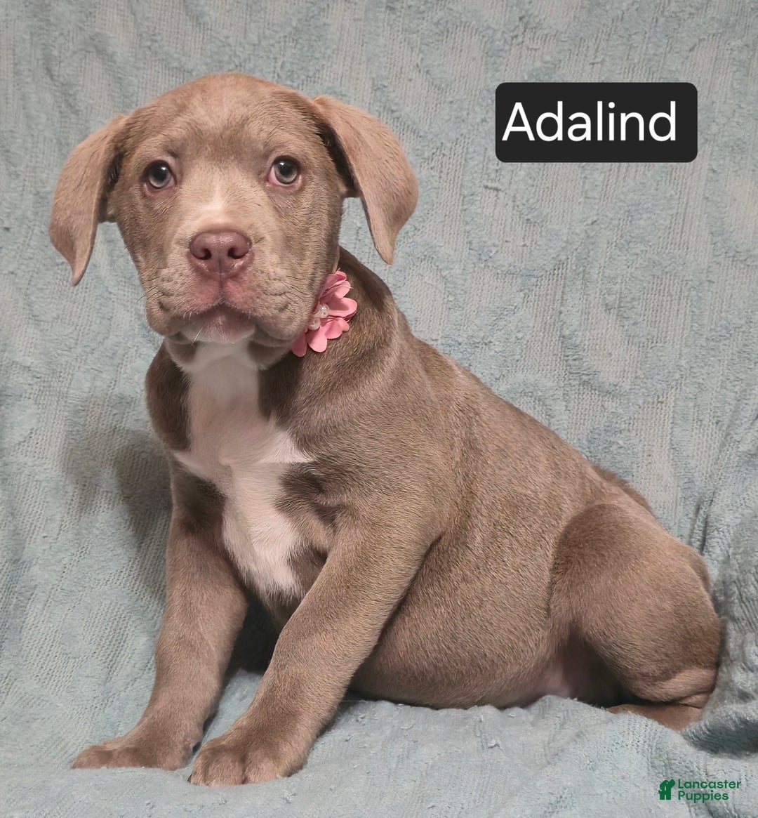 Cane Corso dogs for sale: Adalind - Ad 4