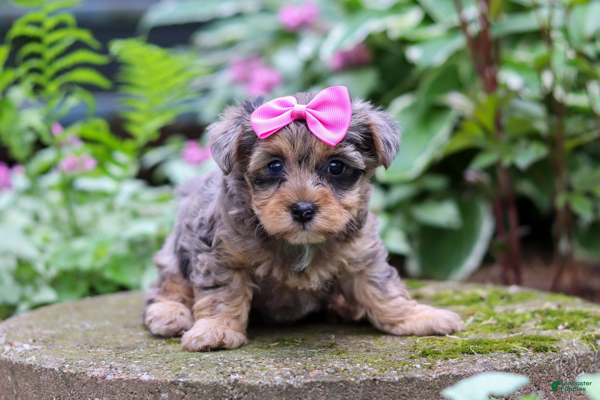 Yorkiepoo dogs Roxann - Ad 2