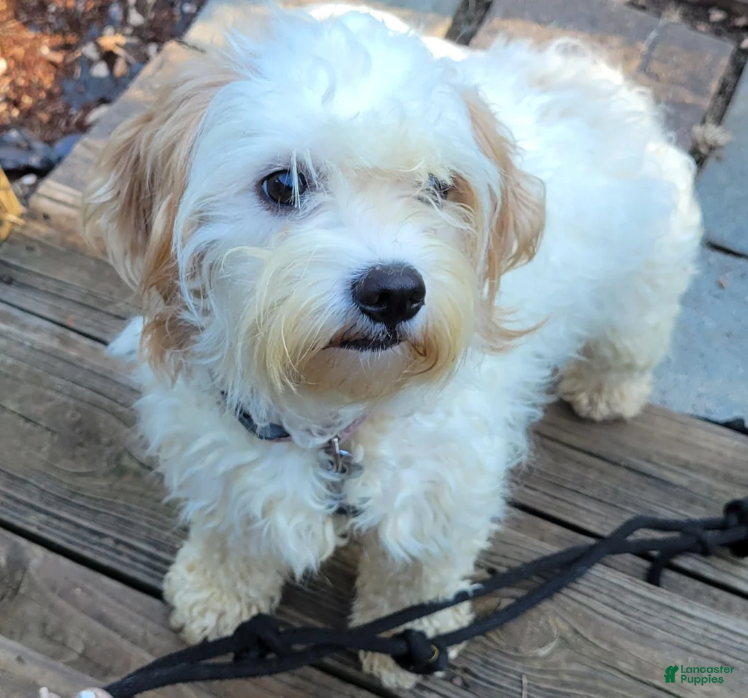 Cavapoochon dogs for sale: Cavapoochon 1 - Ad 2