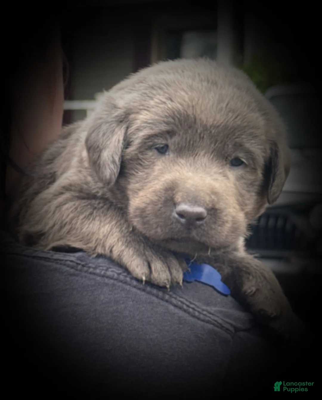 Labrador Retriever dogs for sale: Labrador Retriever Puppy 1 - Ad 2