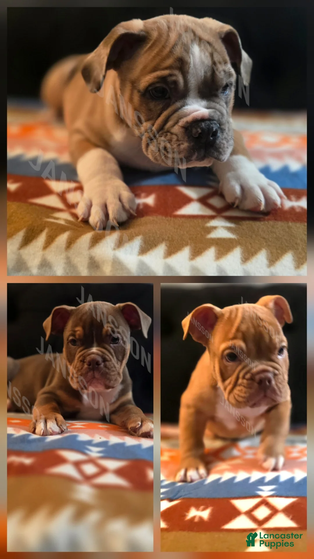 Olde English Bulldogge dogs for sale: Olde English Bulldogge Puppy Bob - Ad 5