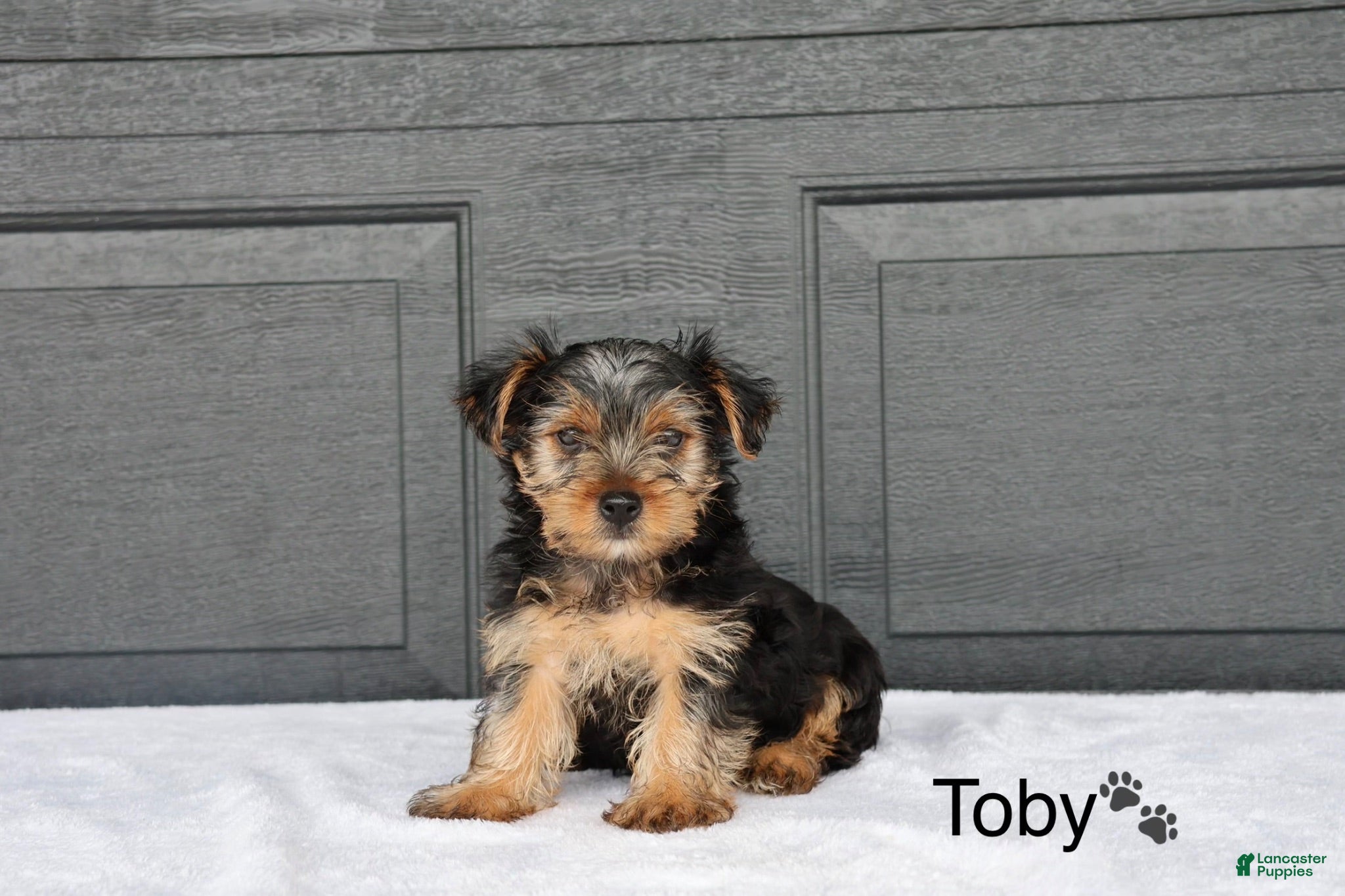 Yorkshire Terrier dogs Toby - Ad 1