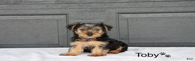 Toby