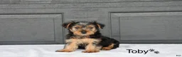 Yorkshire Terrier dogs for sale: Toby - Ad 1