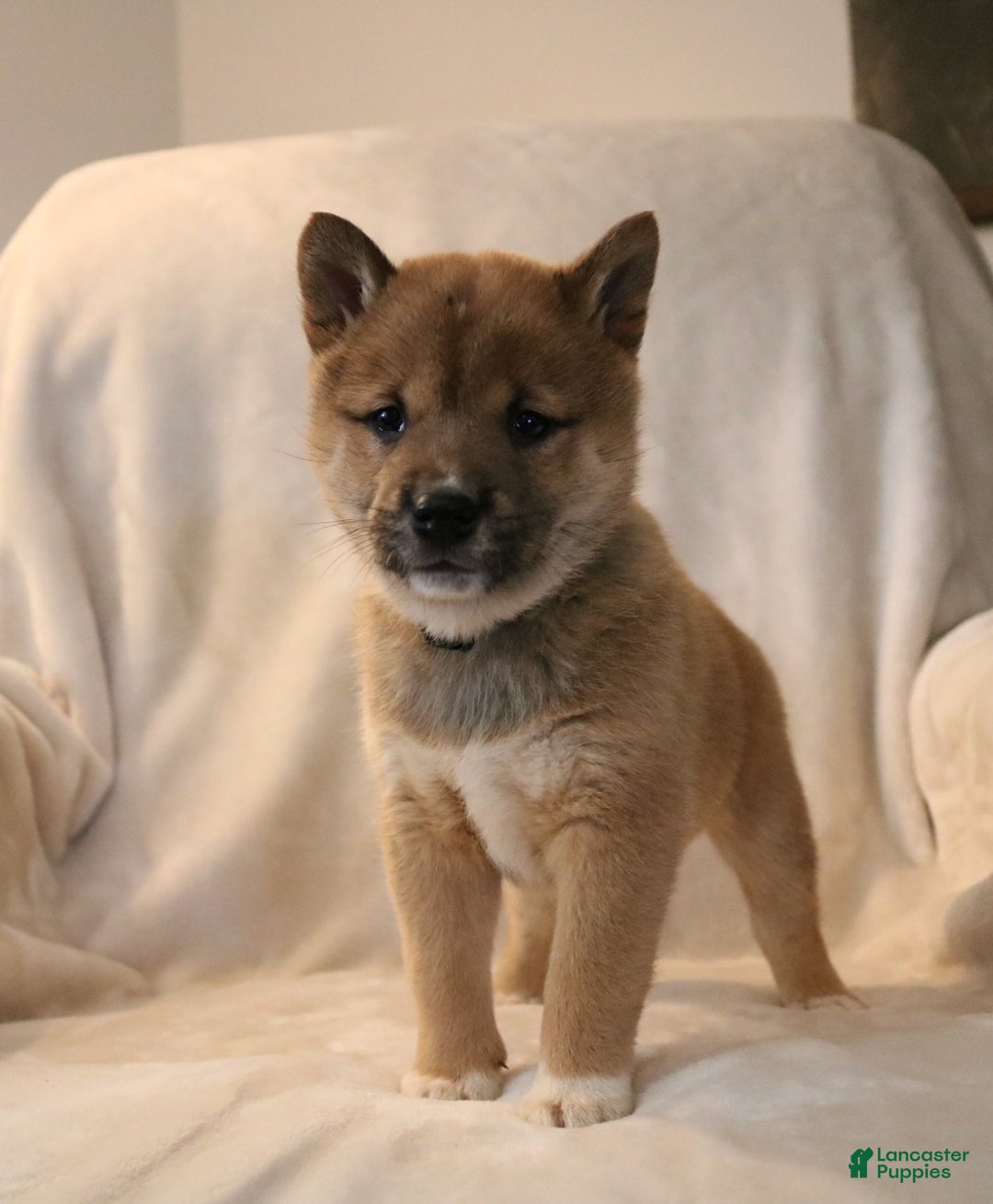 Shiba Inu dogs for sale: Sarge - Ad 2
