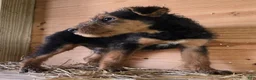 Airedale Terrier dogs for sale: Airedale Terrier 2 - Ad 2