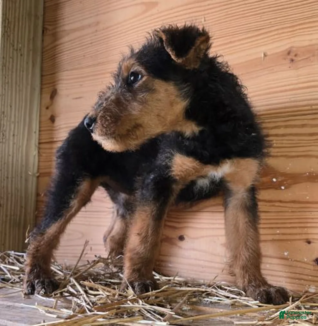 Airedale Terrier dogs for sale: Airedale Terrier 2 - Ad 2