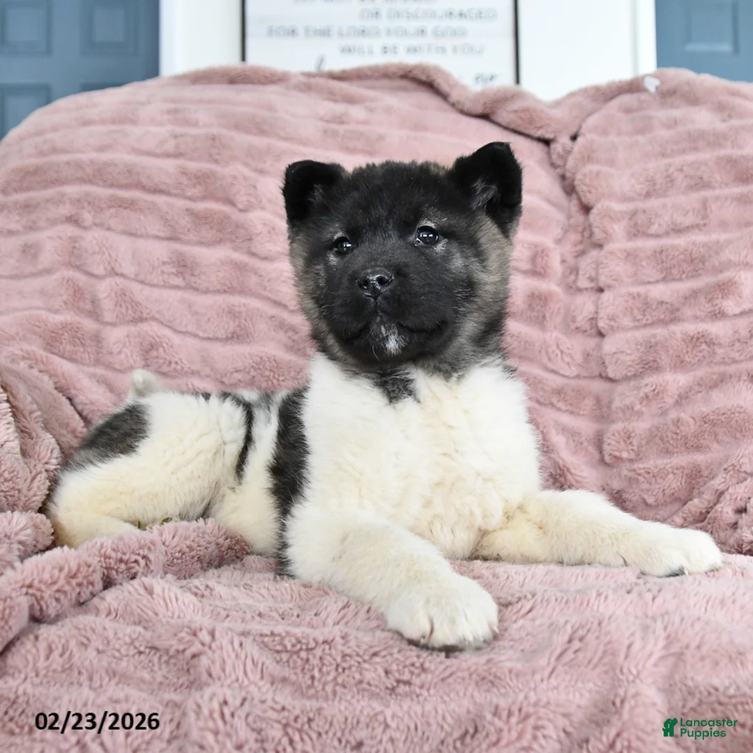 Akita dogs for sale: Falcon - Ad 2