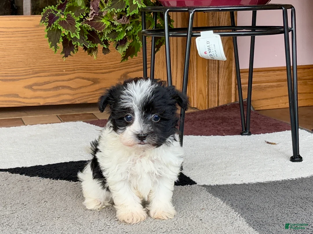 Havanese dogs for sale: Female 1 - Ad 8
