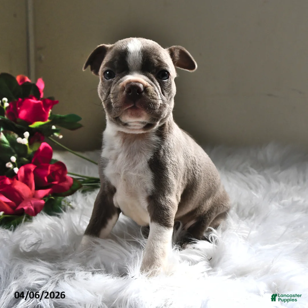 Boston Terrier dogs for sale: Lady - Ad 2