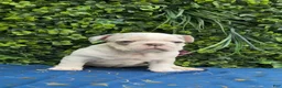 French Bulldog dogs for sale: Merle Girl - Ad 3