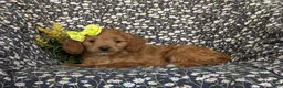 Mini Goldendoodle dogs for sale: Belinda Hypoallergenic - Ad 4