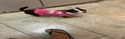 Chihuahua dogs for sale: Chihuahua Puppy 1 - Ad 4