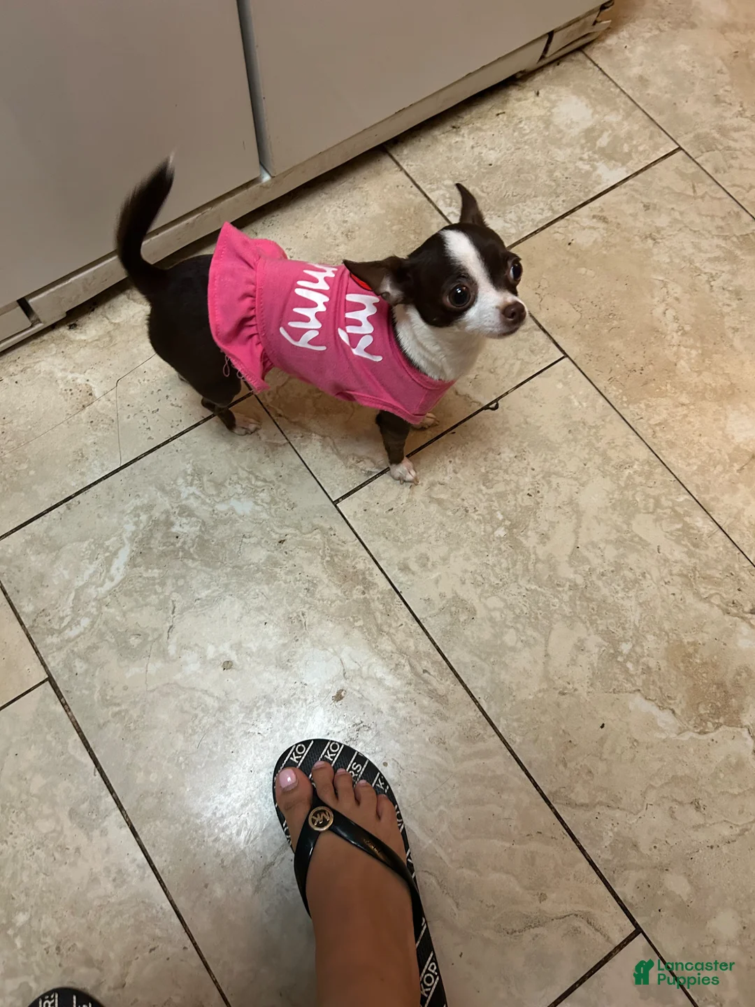 Chihuahua dogs for sale: Chihuahua Puppy 1 - Ad 4