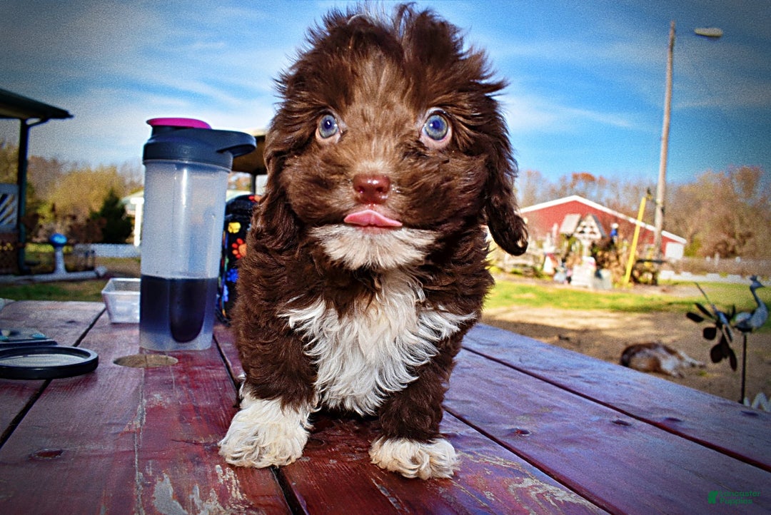 Havapoo dogs for sale: Ozzie - Ad 21