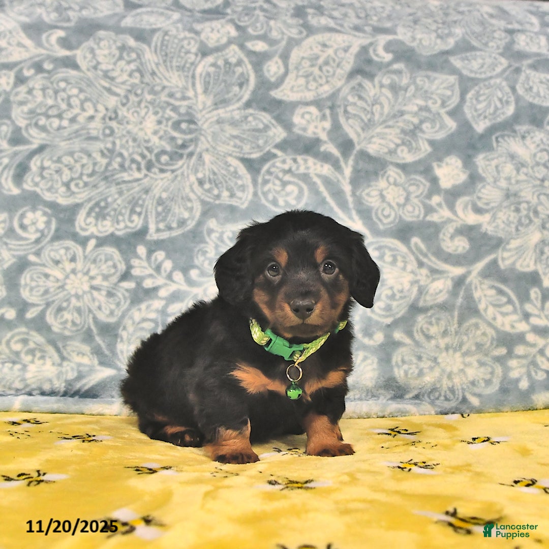 Miniature Dachshund dogs for sale: Prince   - Ad 6