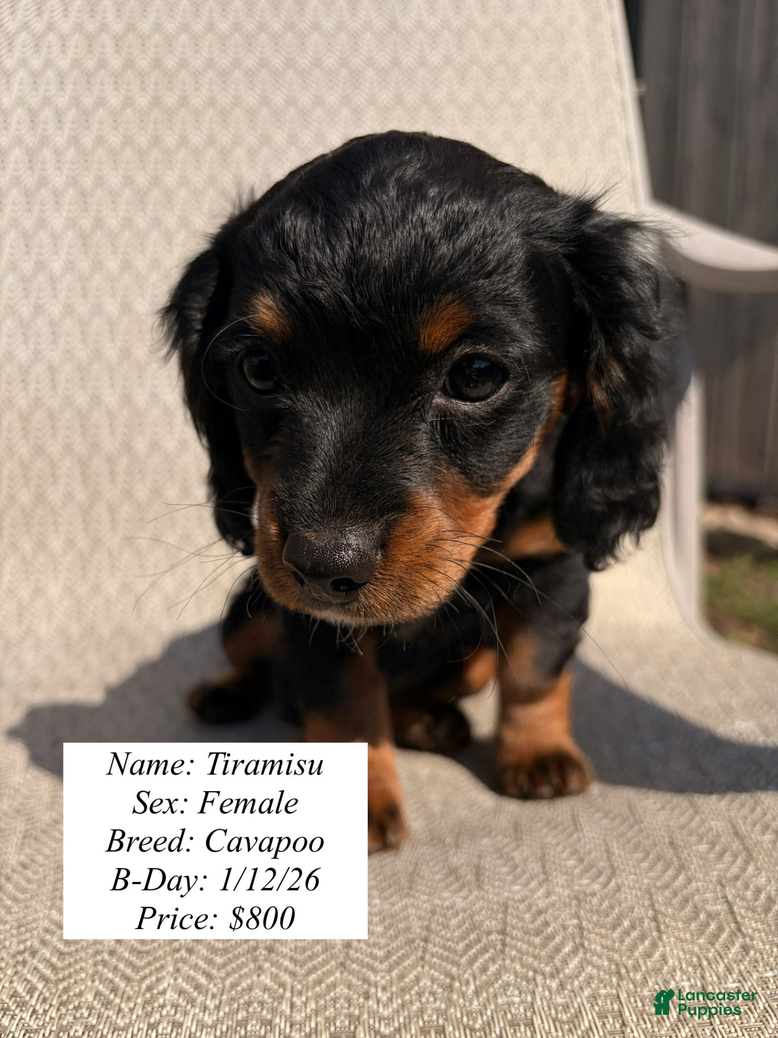 Cavapoo dogs Tiramisu - Ad 40