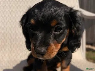 Cavapoo dogs Tiramisu - Ad 40