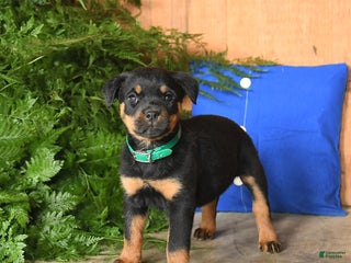 Rottweiler dogs - Ad 13