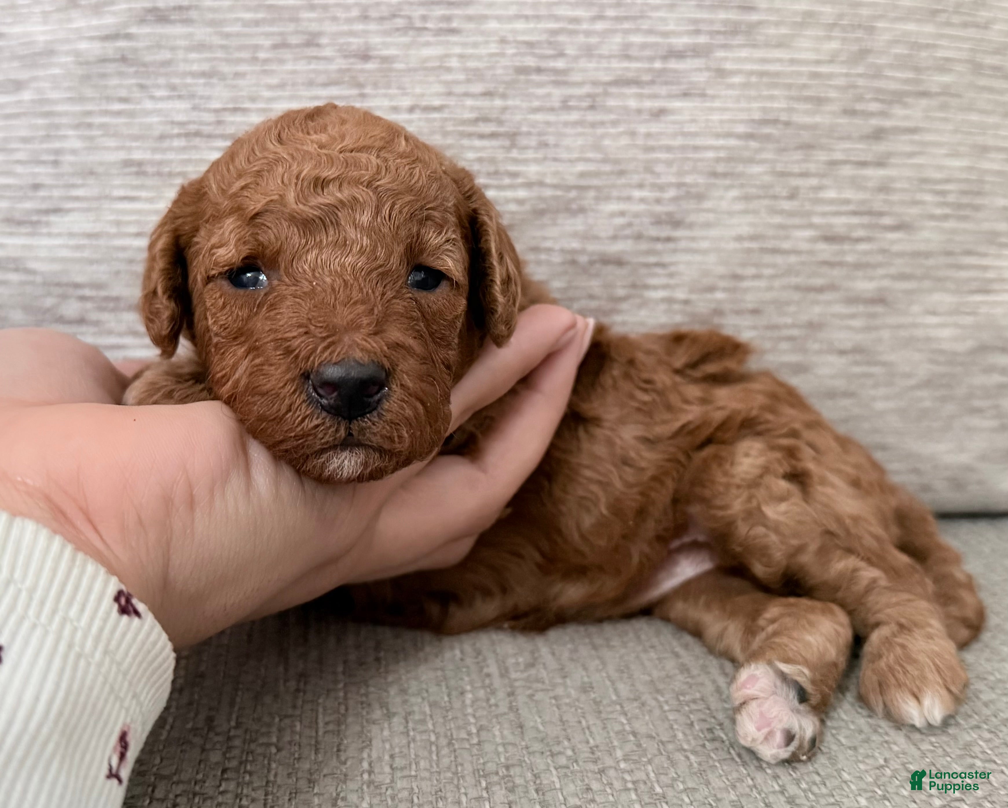 Mini Goldendoodle dogs Mini Goldendoodle Puppy 4 - Ad 22