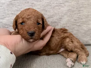 Mini Goldendoodle dogs Mini Goldendoodle Puppy 4 - Ad 32