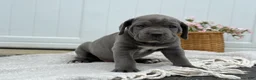 Cane Corso dogs for sale: Bianca - Ad 10