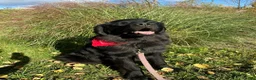 Newfoundland dogs for sale: Prysselius - Ad 3