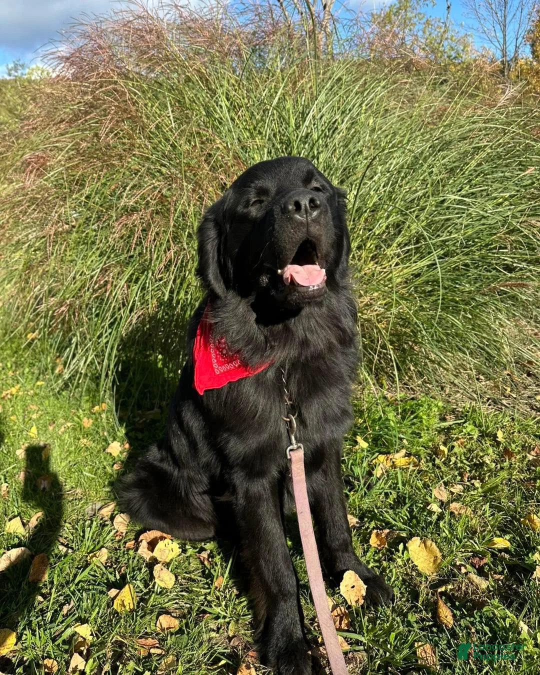Newfoundland dogs for sale: Prysselius - Ad 3