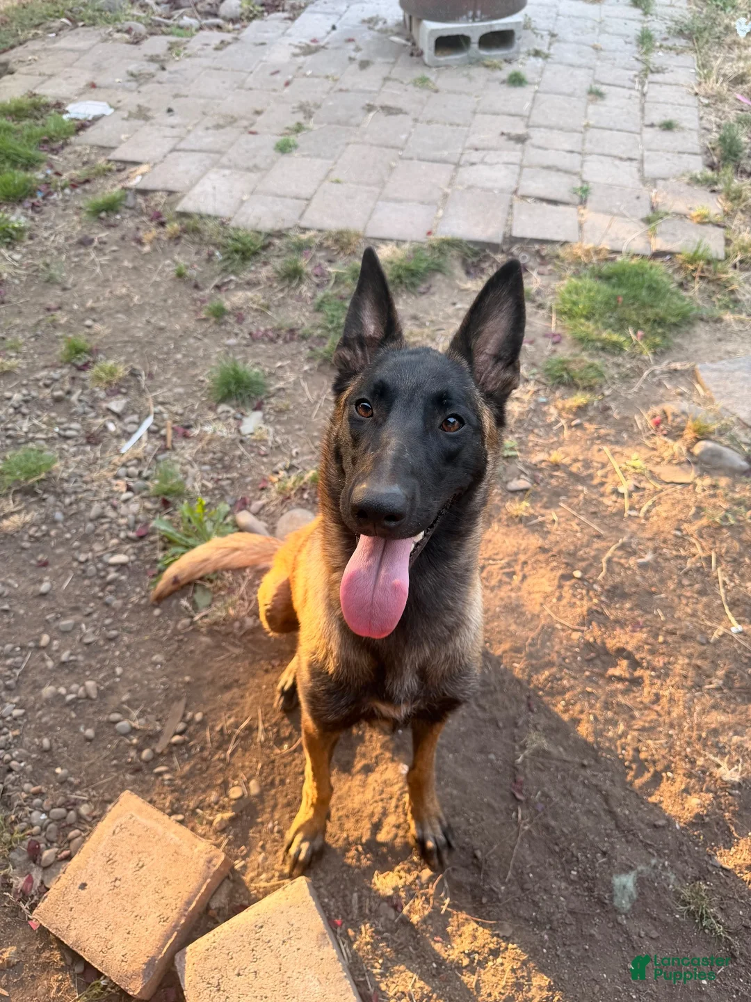 Belgian Malinois dogs for sale: Blue collar  - Ad 4