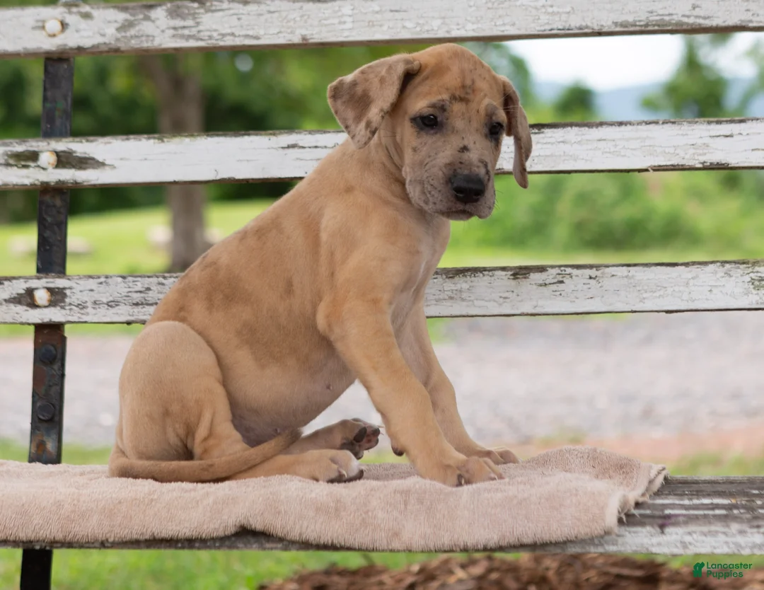 Great Dane dogs for sale: Ginger - Ad 2