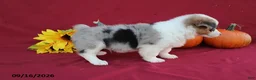 Mixed Breed dogs for sale: Ace - Ad 4