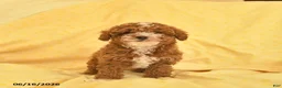 Toy Poodle dogs for sale: Regina - Ad 4
