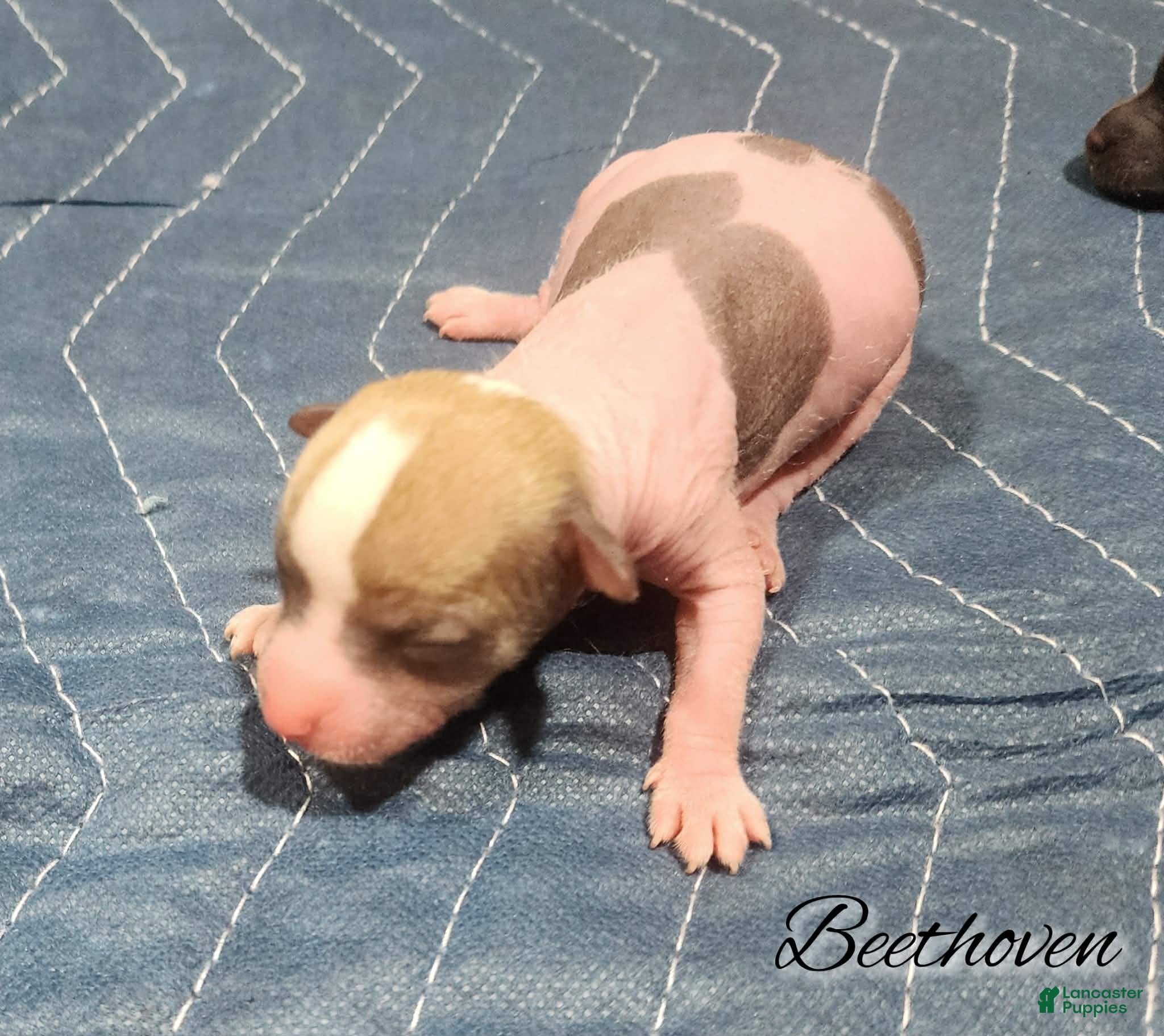 Mixed Breed dogs Beethoven - Ad 5