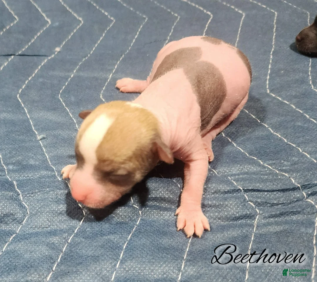 Mixed Breed dogs for sale: Beethoven - Ad 1