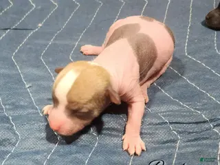 Mixed Breed dogs Beethoven - Ad 5