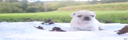 Pug dogs for sale: Chai -female- - Ad 6