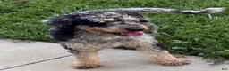 Bernedoodle dogs for sale: Fern - Ad 6