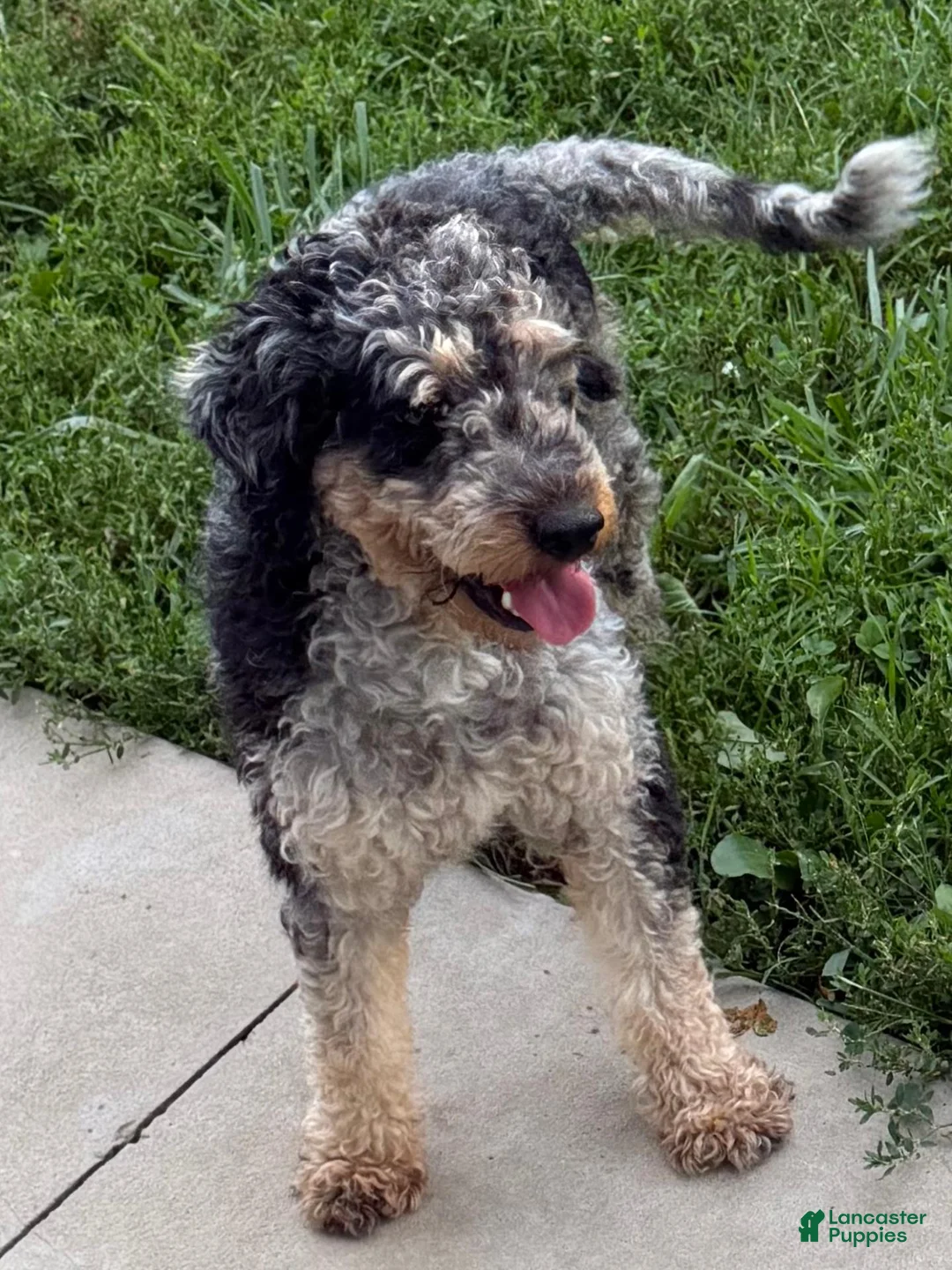 Bernedoodle dogs for sale: Fern - Ad 6