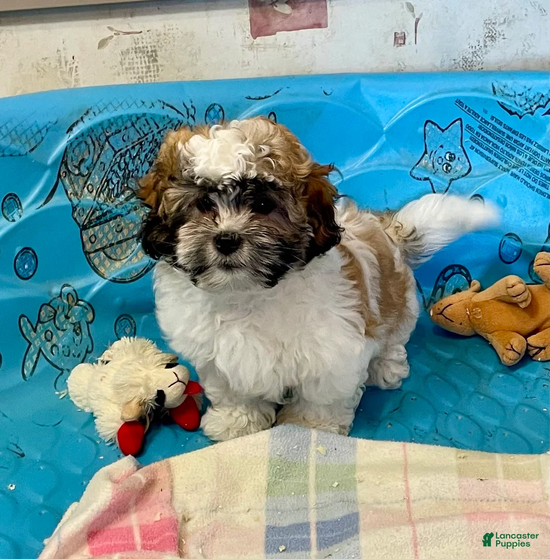 Teddy Bear dogs for sale: Adam - Ad 12