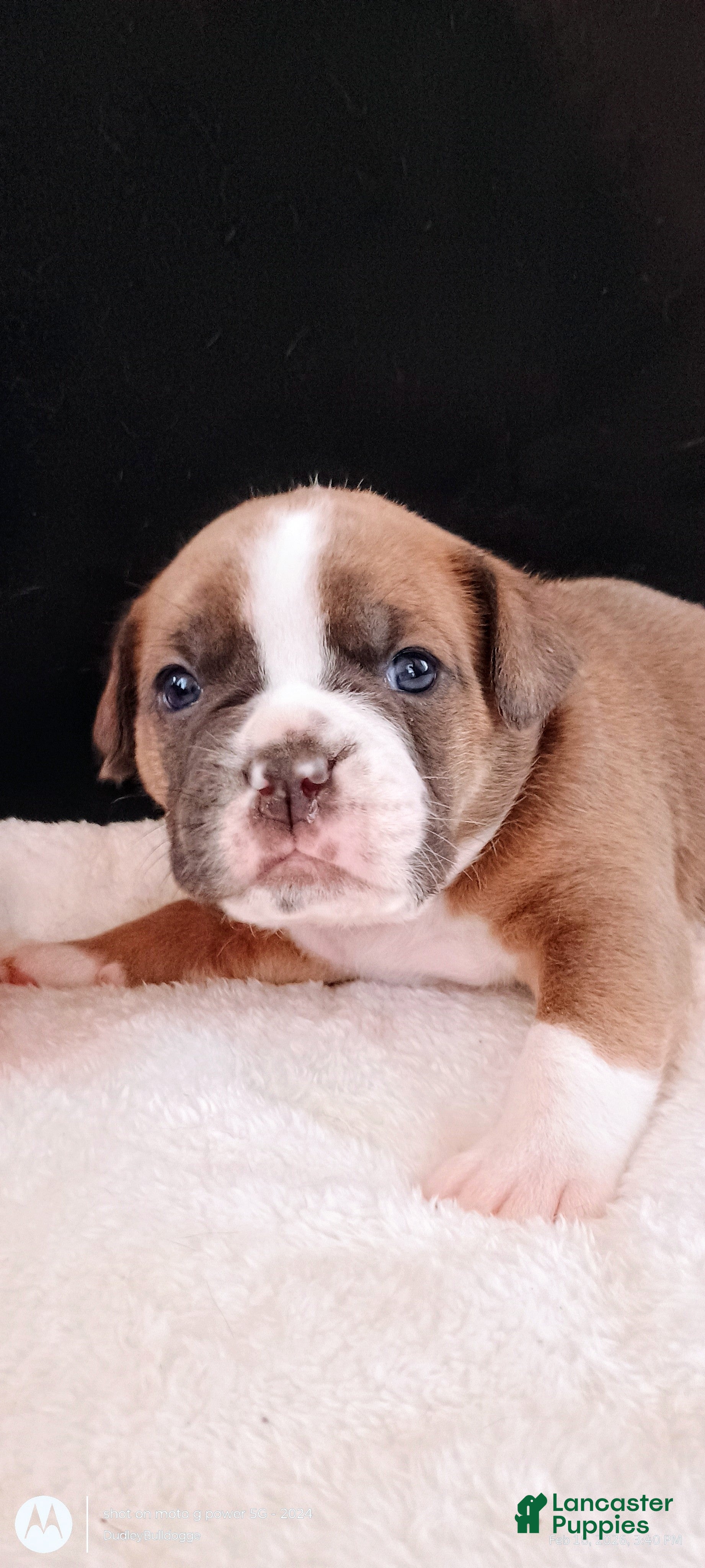 Olde English Bulldogge dogs for sale: Olde English Bulldogge Atlas - Ad 1