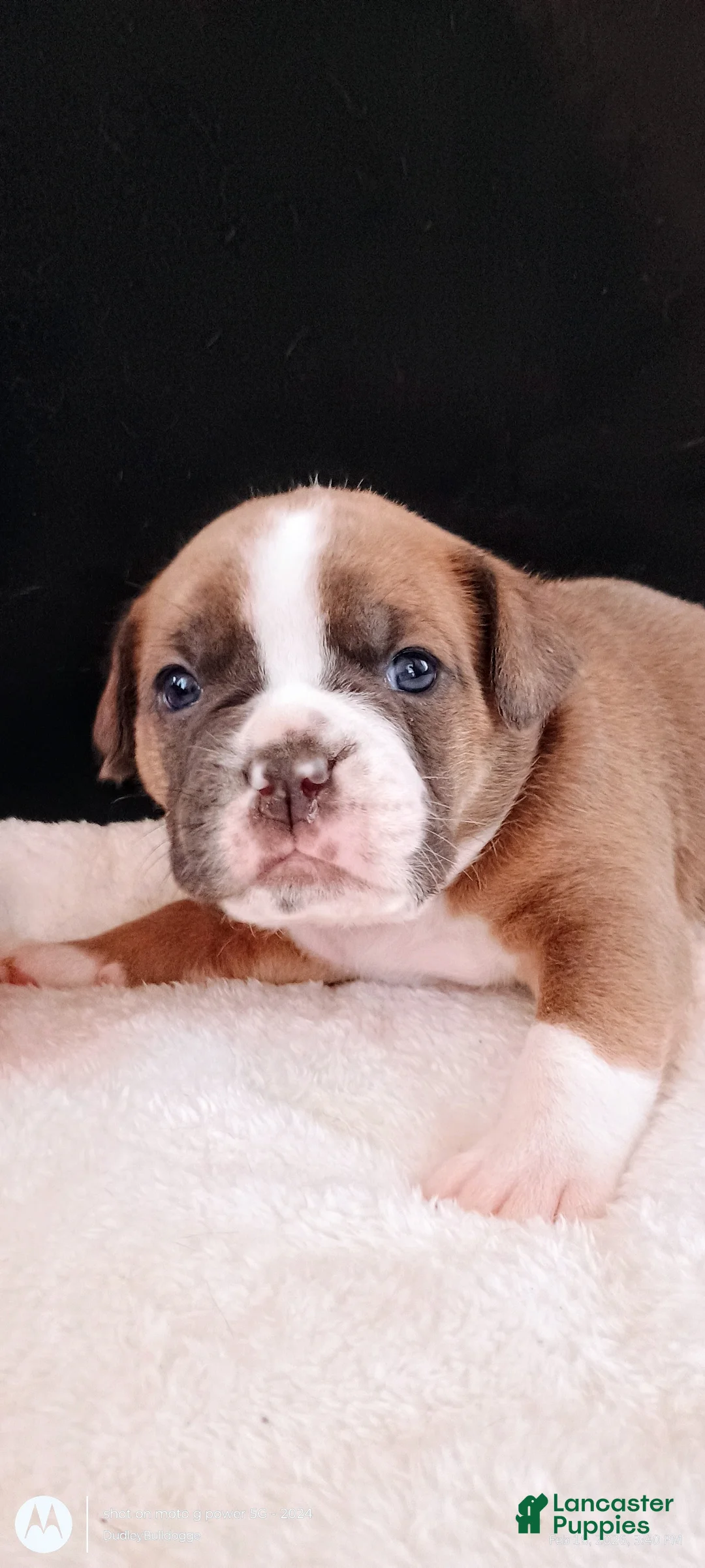 Olde English Bulldogge dogs for sale: Olde English Bulldogge Atlas - Ad 1