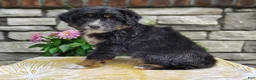 Miniature Australian Shepherd dogs for sale: Oreo  - Ad 3