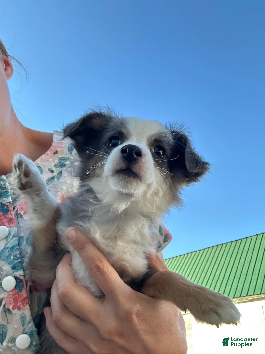 Miniature Australian Shepherd dogs for sale: Wolf - Ad 4