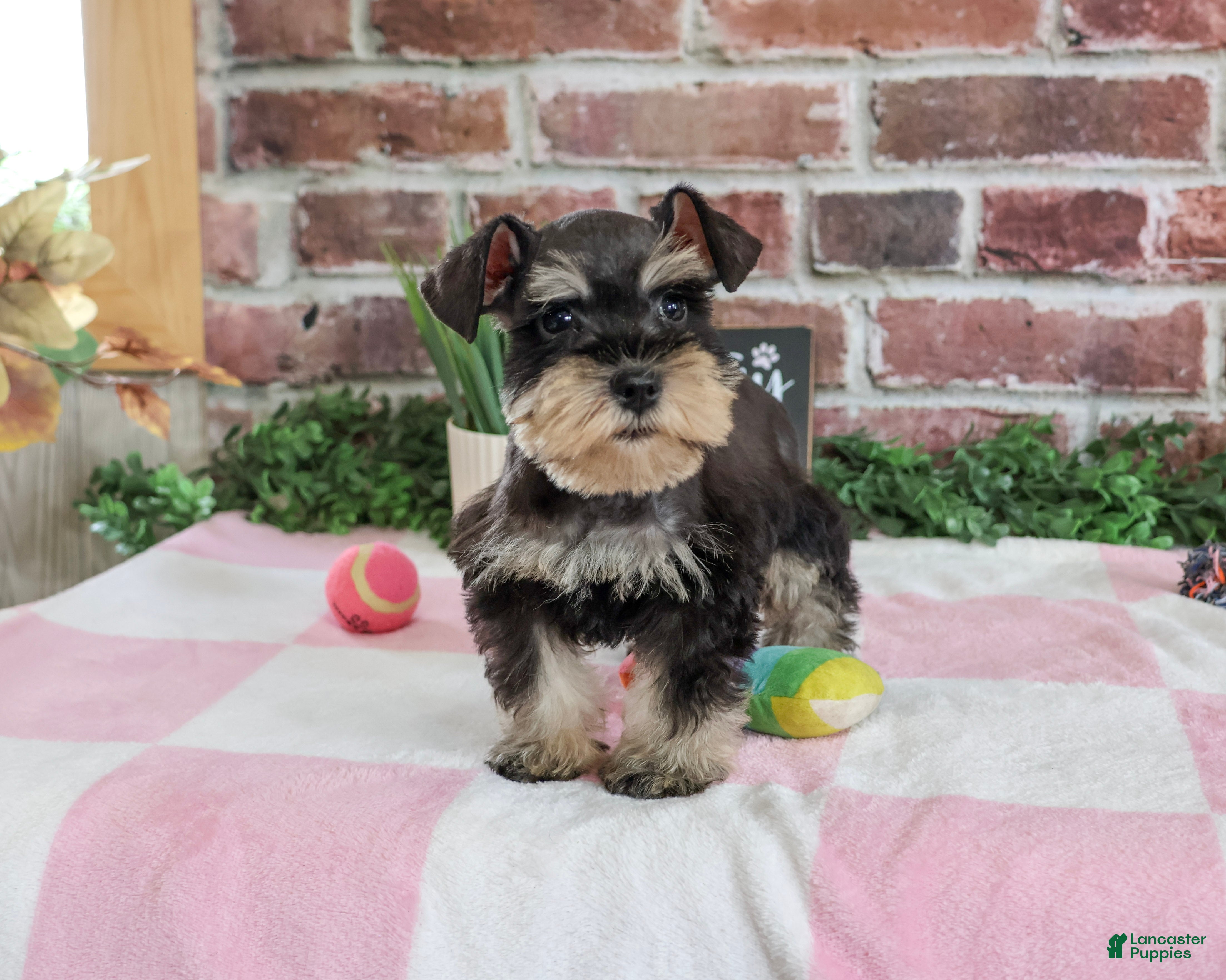Miniature Schnauzer dogs for sale: Crystal - Ad 2