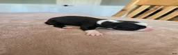 Border Collie dogs for sale: Gunner - Ad 3