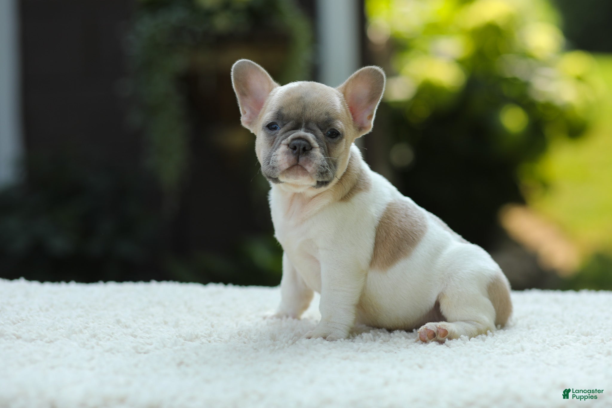 French Bulldog dogs Jade - Ad 2